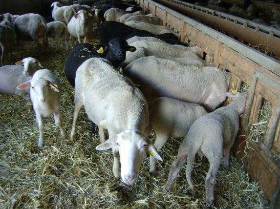 Aides ovines, bovines et caprines 2016: le décret et l'arrêté publiés au JO